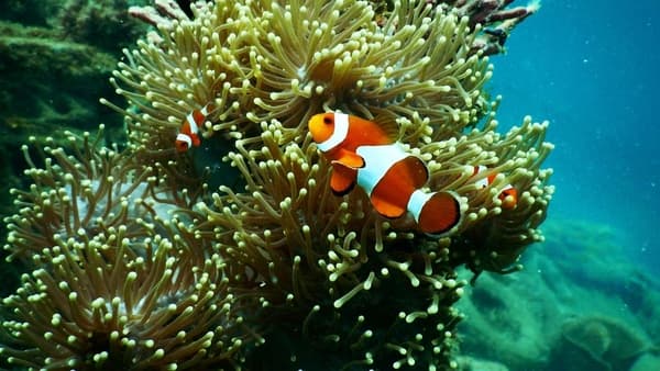 Andaman & Nicobar Islands Tour