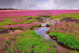 Dzukou Valley 