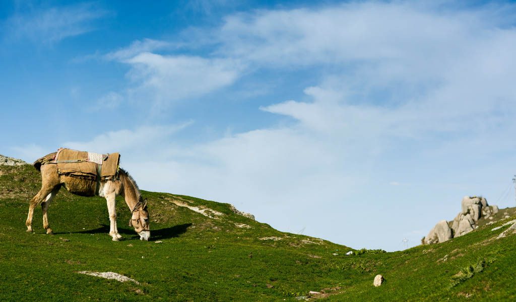 Himachal Pradesh