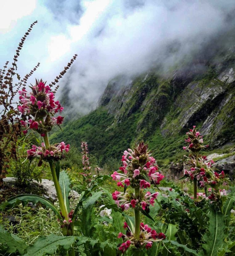 Valley of Flowers in its bloom Valley of Flowers