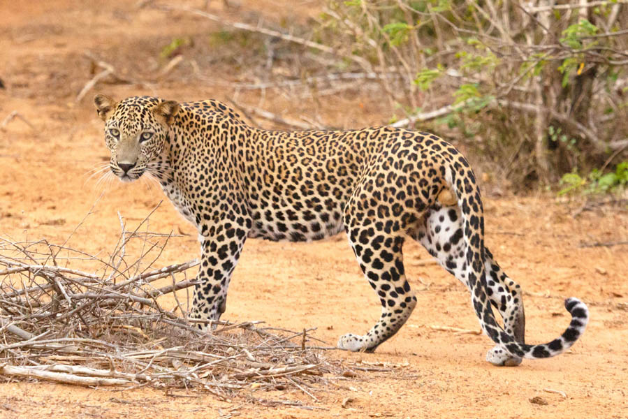 Leopards at the Yala National Park