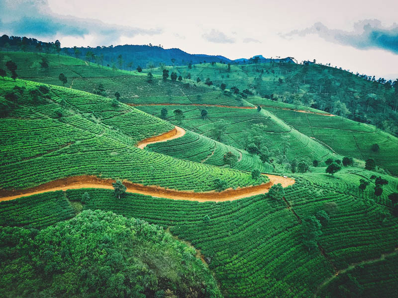 Tea Plantations in Sri Lanka