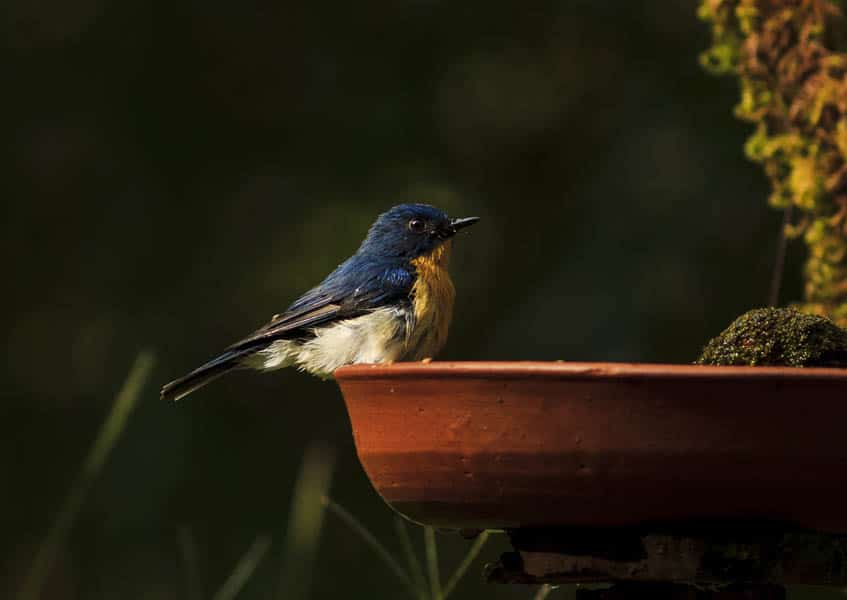 Dandeli Wildlife Sanctuary