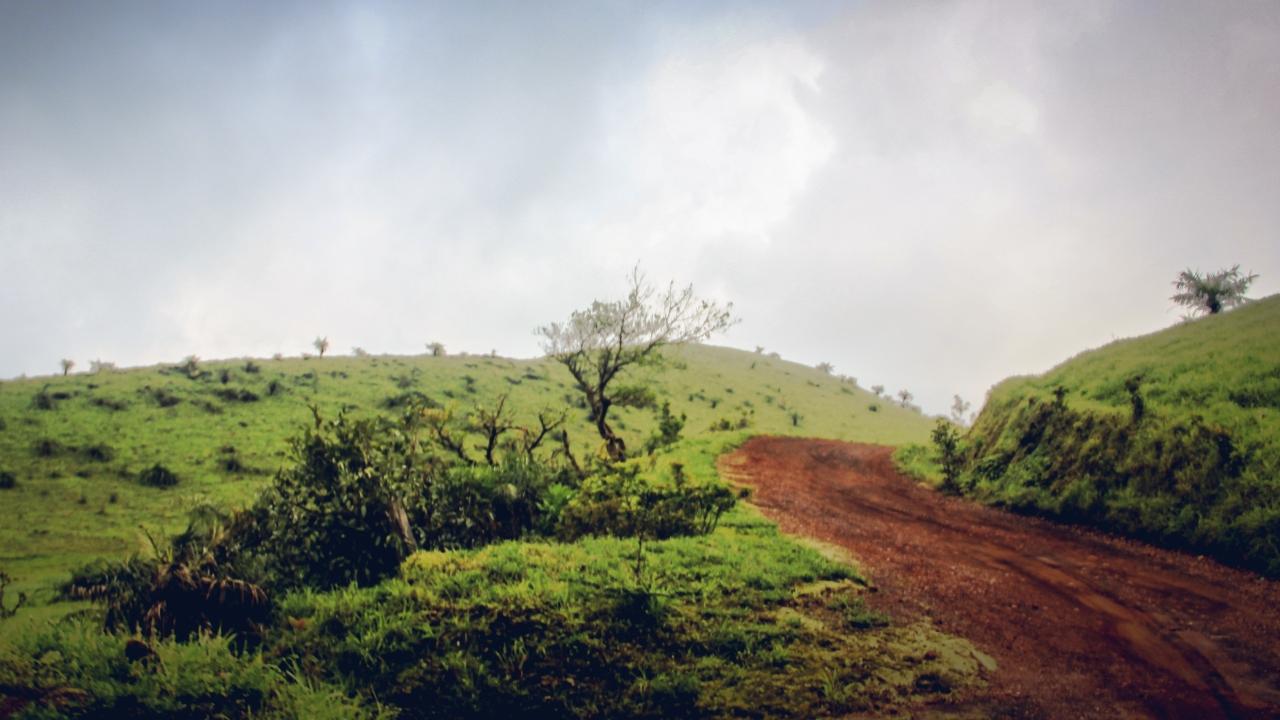 Embark the journey, pick the green trails on the Kodachadri trek