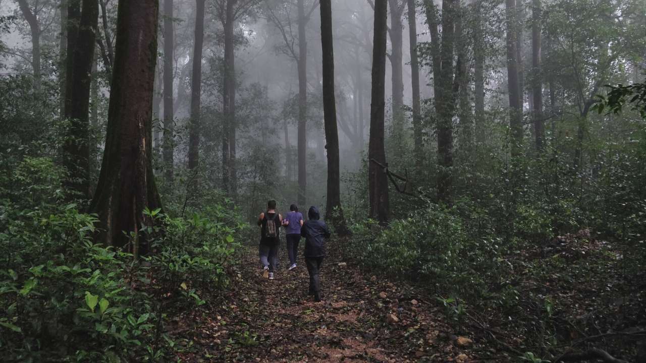 Kurinjal Trek - A misty glimpse