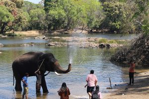 Dubare Elephant camp