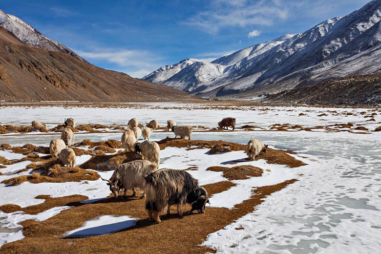 Wildlife-Leh Ladakh Plan The Unplanned