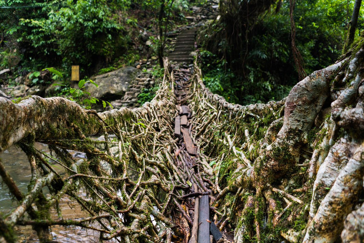 Living Root Bridge Meghalaya Plan The Unplanned