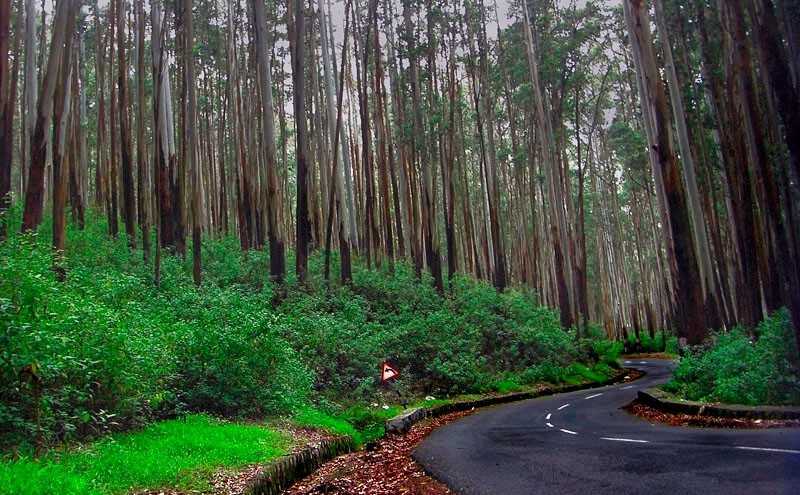 Pine Forest Trek Kodaikanal Plan The Unplanned