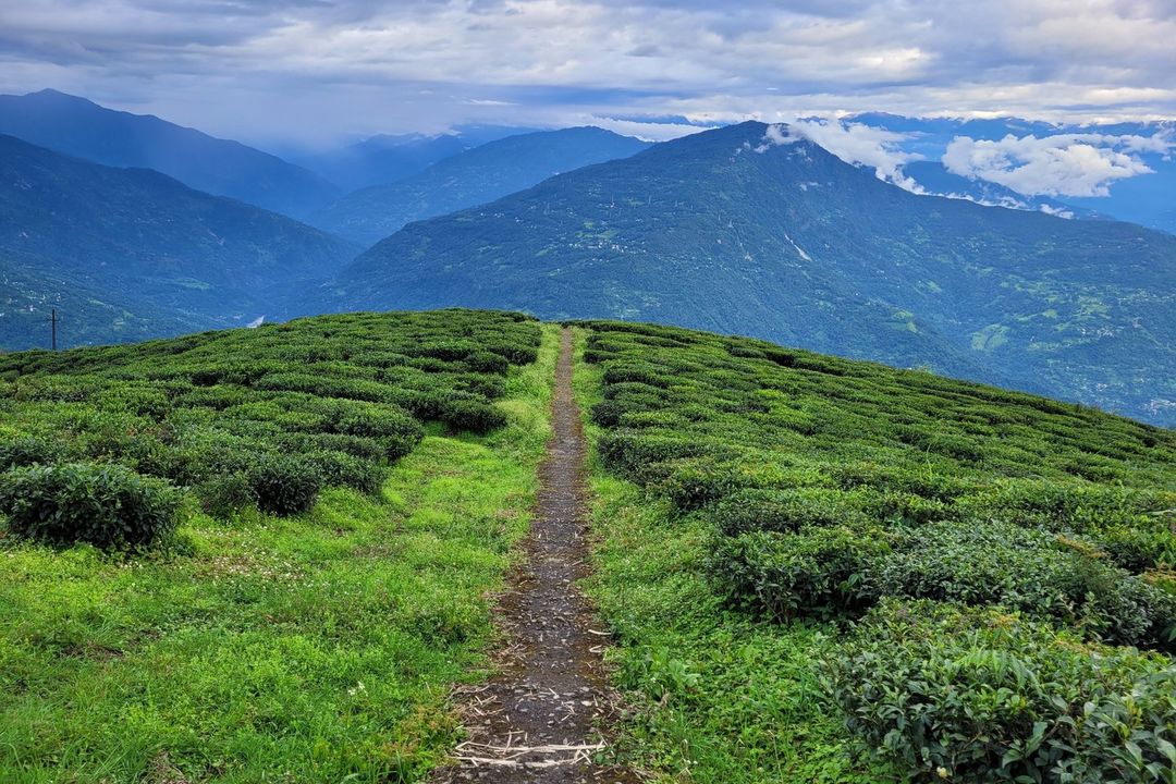 Temi Tea Garden Sikkim